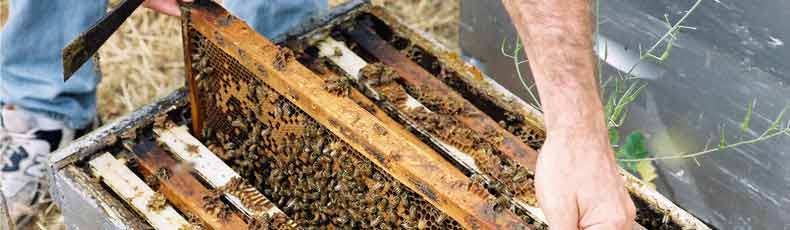 Bill organizing the artificial honey bee hive