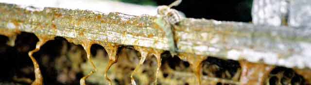 Bee propolis Snyders Honey Propolis